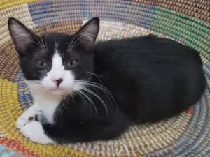 Gato raça SRD idade 2 a 6 meses nome Raia