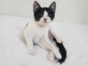 Gato raça SRD idade 2 a 6 meses nome Coral