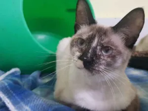 Gato raça SRD idade 7 a 11 meses nome Hemera