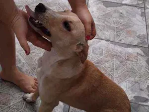 Cachorro raça SRD idade 2 a 6 meses nome Dora