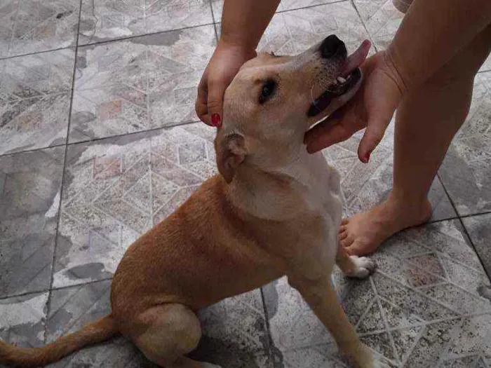 Cachorro ra a SRD idade 2 a 6 meses nome Dora