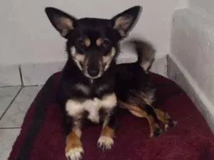 Cachorro raça SRD-ViraLata idade 1 ano nome Fifi