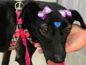 Cachorro raça  idade  nome Pérola 