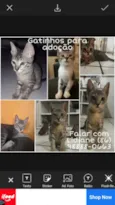 Tom, Jack, Frajola