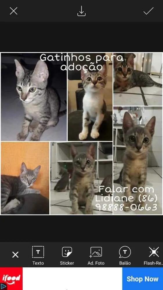 Gato ra a Indefinidos  idade 2 a 6 meses nome Tom, Jack, Frajola