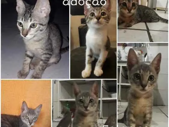 Gato ra a Indefinidos  idade 2 a 6 meses nome Tom, Jack, Frajola