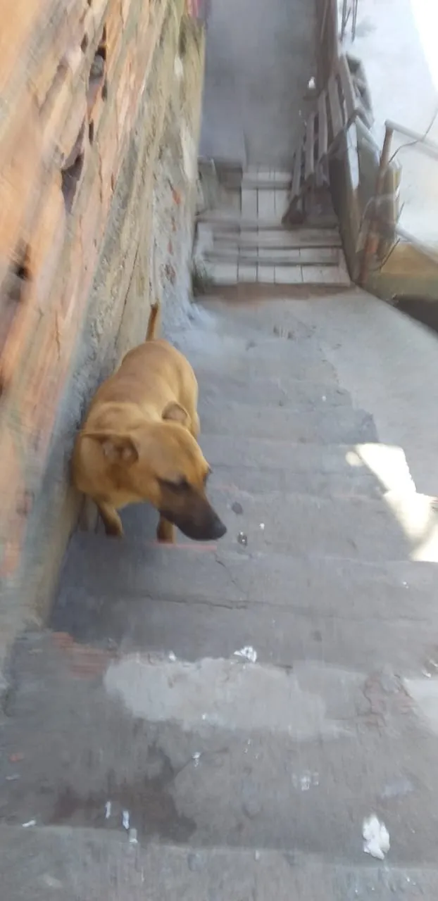 Cachorro ra a  idade 7 a 11 meses nome veneza  