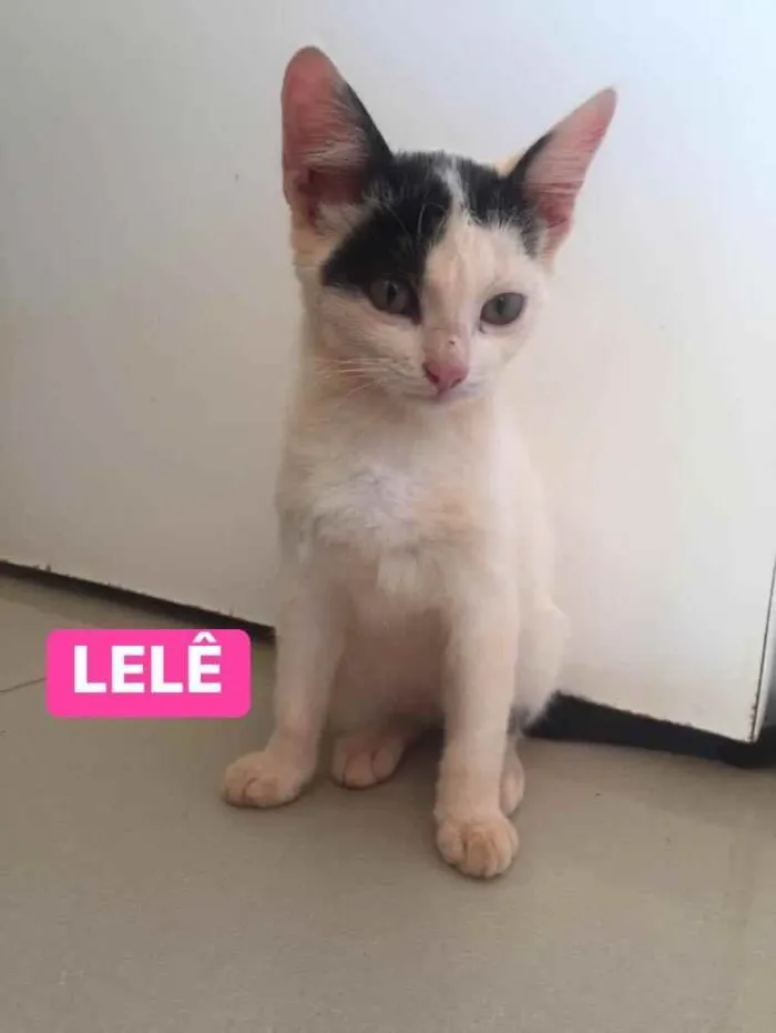 Gato ra a Srd idade 2 a 6 meses nome Lelê