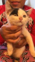 Lelê