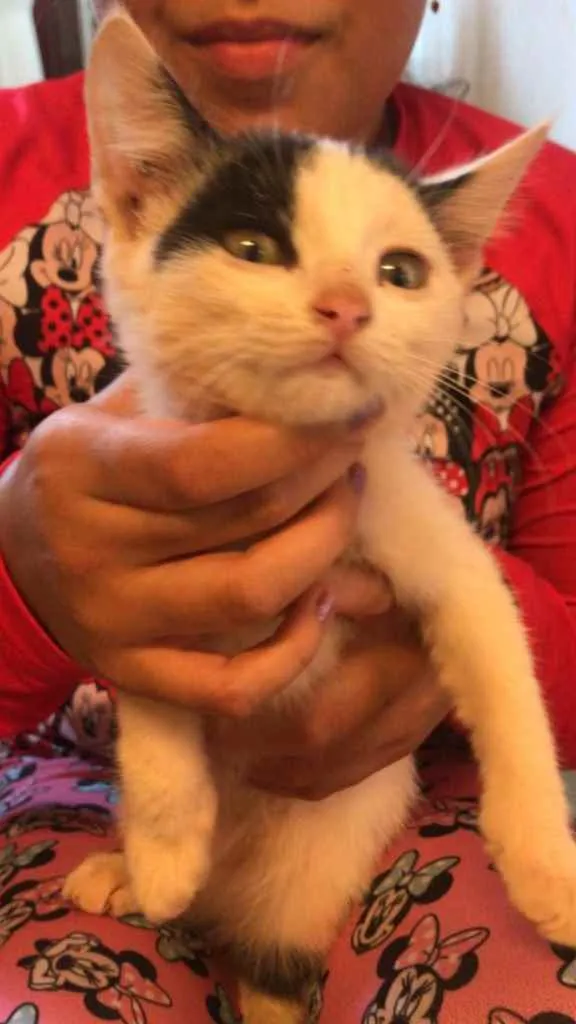 Gato ra a Srd idade 2 a 6 meses nome Lelê