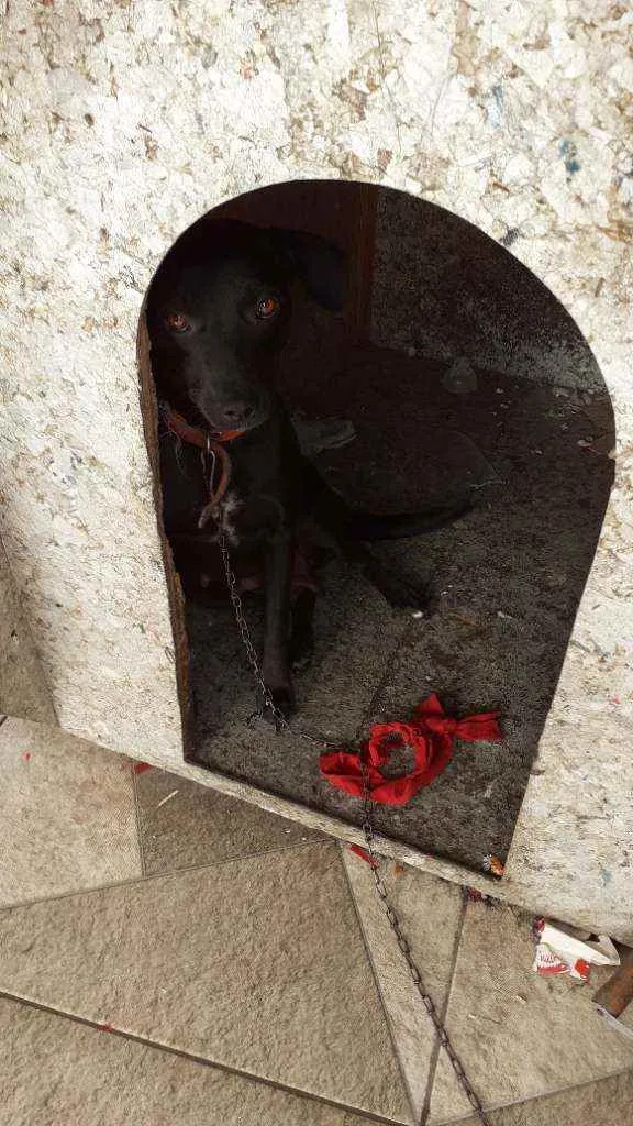 Cachorro ra a Vira Lata idade 2 anos nome Suzy