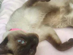 Gato raça Siamês  idade 1 ano nome MEL