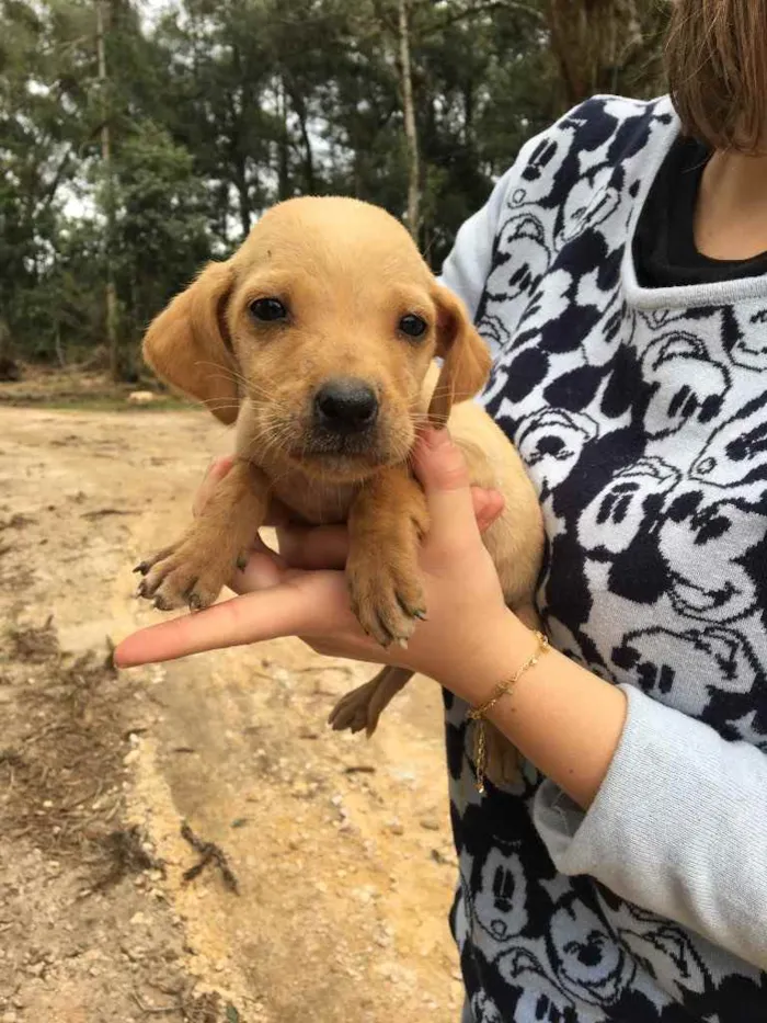 Cachorro ra a SRD idade  nome Sem nome 