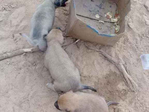 Cachorro raça Vira-lata  idade 2 a 6 meses nome Nao tem 