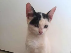 Gato raça Srd idade 2 a 6 meses nome Lelê