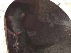 Cachorro raça Vira Lata idade 2 anos nome Suzy