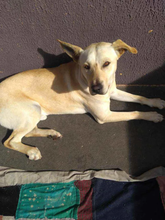 Cachorro ra a Labrador idade 1 ano nome Mequi