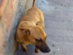 Cachorro raça  idade 7 a 11 meses nome veneza  