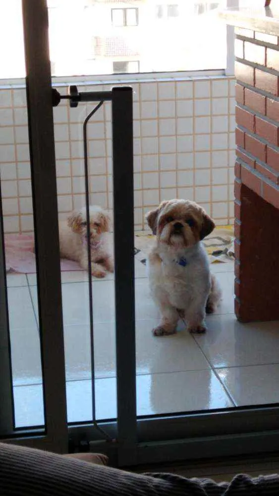 Cachorro ra a Shitzu idade 4 anos nome Lucky