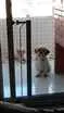 Cachorro raça Shitzu idade 4 anos nome Lucky
