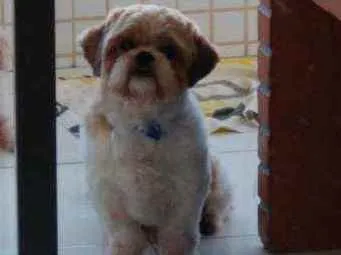 Cachorro ra a Shitzu idade 4 anos nome Lucky