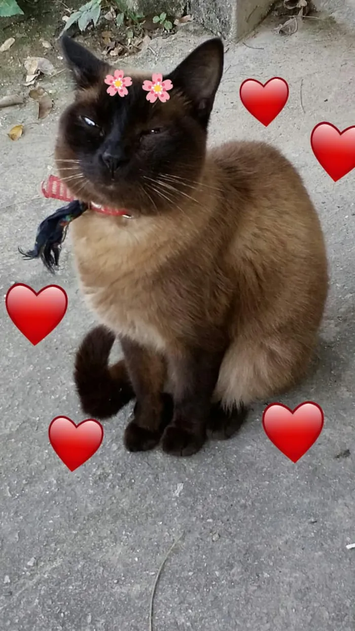 Gato ra a Srd idade 1 ano nome Ana