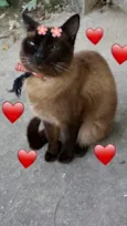 Ana