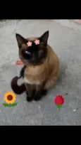 Ana
