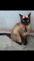 Ana