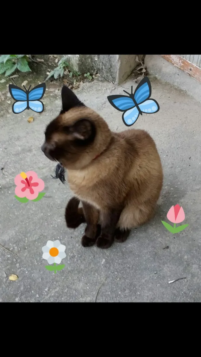 Gato ra a Srd idade 1 ano nome Ana
