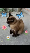 Ana