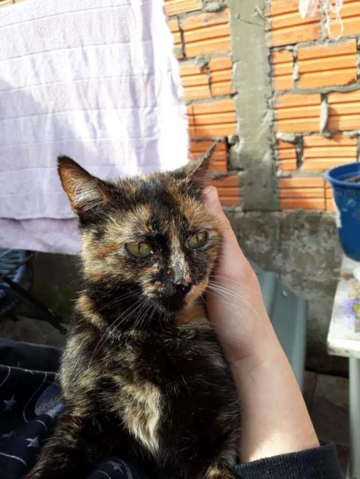 Gato ra a SRD idade 2 a 6 meses nome Escaminha