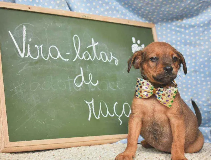 Cachorro ra a SRD idade 2 a 6 meses nome Nenê 