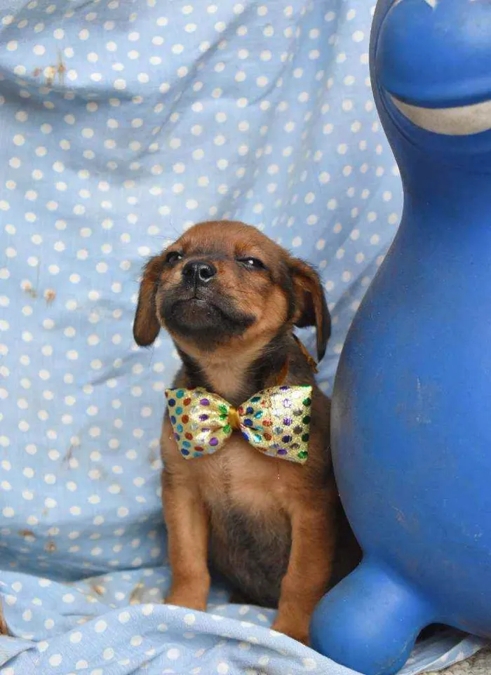 Cachorro ra a SRD idade 2 a 6 meses nome Nenê 