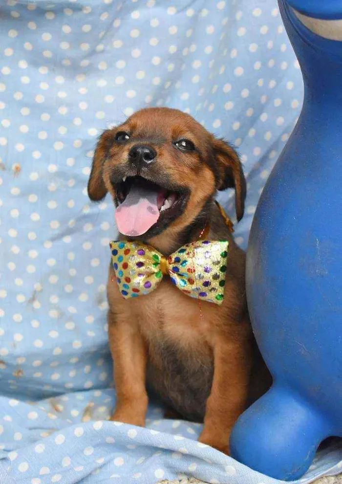 Cachorro ra a SRD idade 2 a 6 meses nome Nenê 