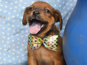 Cachorro raça SRD idade 2 a 6 meses nome Nenê 