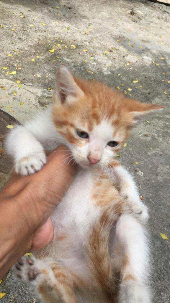 Gato ra a Sem raça  idade Abaixo de 2 meses nome Lindos filhotes 
