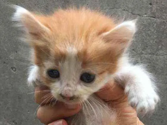 Gato ra a Sem raça  idade Abaixo de 2 meses nome Lindos filhotes 
