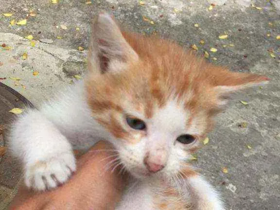 Gato ra a Sem raça  idade Abaixo de 2 meses nome Lindos filhotes 