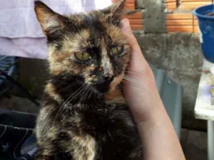 Gato raça SRD idade 2 a 6 meses nome Escaminha