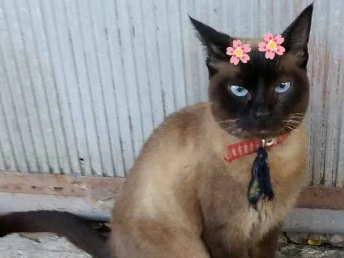 Gato ra a Srd idade 1 ano nome Ana