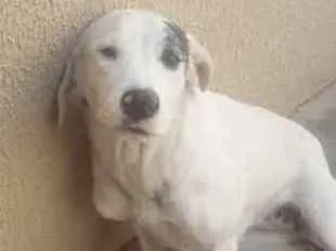 Cachorro ra a Vira-lata  idade 2 anos nome Mel