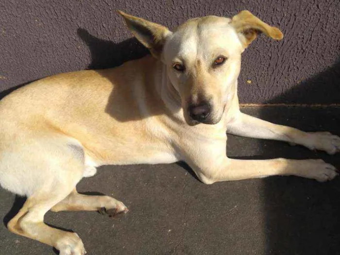 Cachorro ra a Labrador idade 1 ano nome Mequi