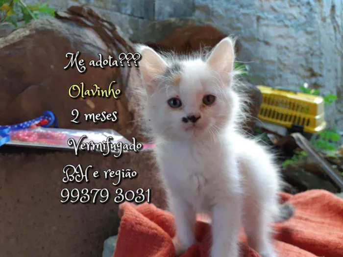 Gato raça SRD idade 2 a 6 meses nome Olavinho