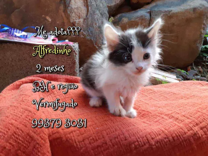 Gato raça SRD idade 2 a 6 meses nome Alfredinho