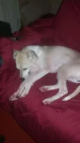 Pequena