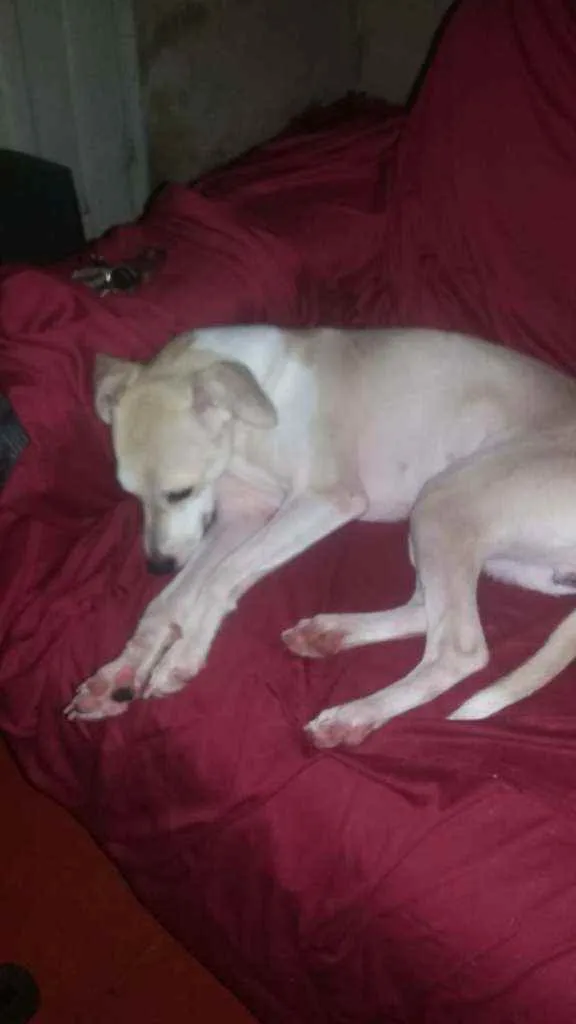 Cachorro ra a Srd idade 2 a 6 meses nome Pequena