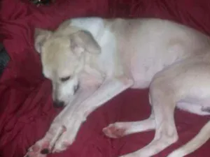 Cachorro raça Srd idade 2 a 6 meses nome Pequena