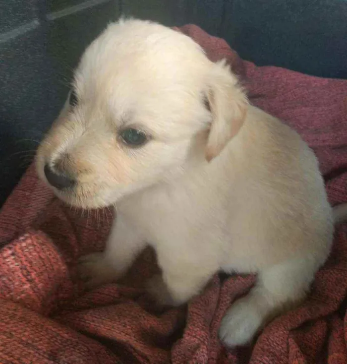 Cachorro ra a SRD idade Abaixo de 2 meses nome Nate