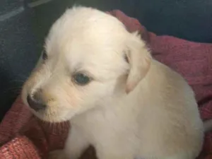 Cachorro raça SRD idade Abaixo de 2 meses nome Nate